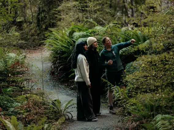 Three people exploring a fern-filled native forest near Te Anau.