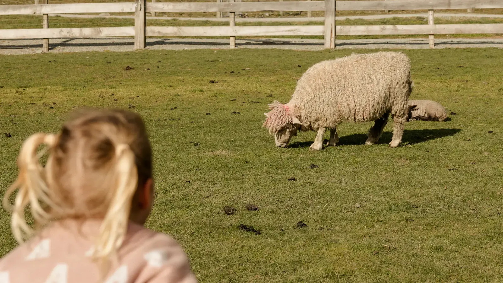 A young girl with blonde pigtails leans over a fence to look at a New Zealand sheep on a farm tour experience. 