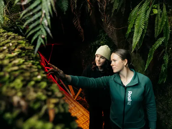 Guide pointing out native plants in the forest near the Te Anau Glowworm Caves.