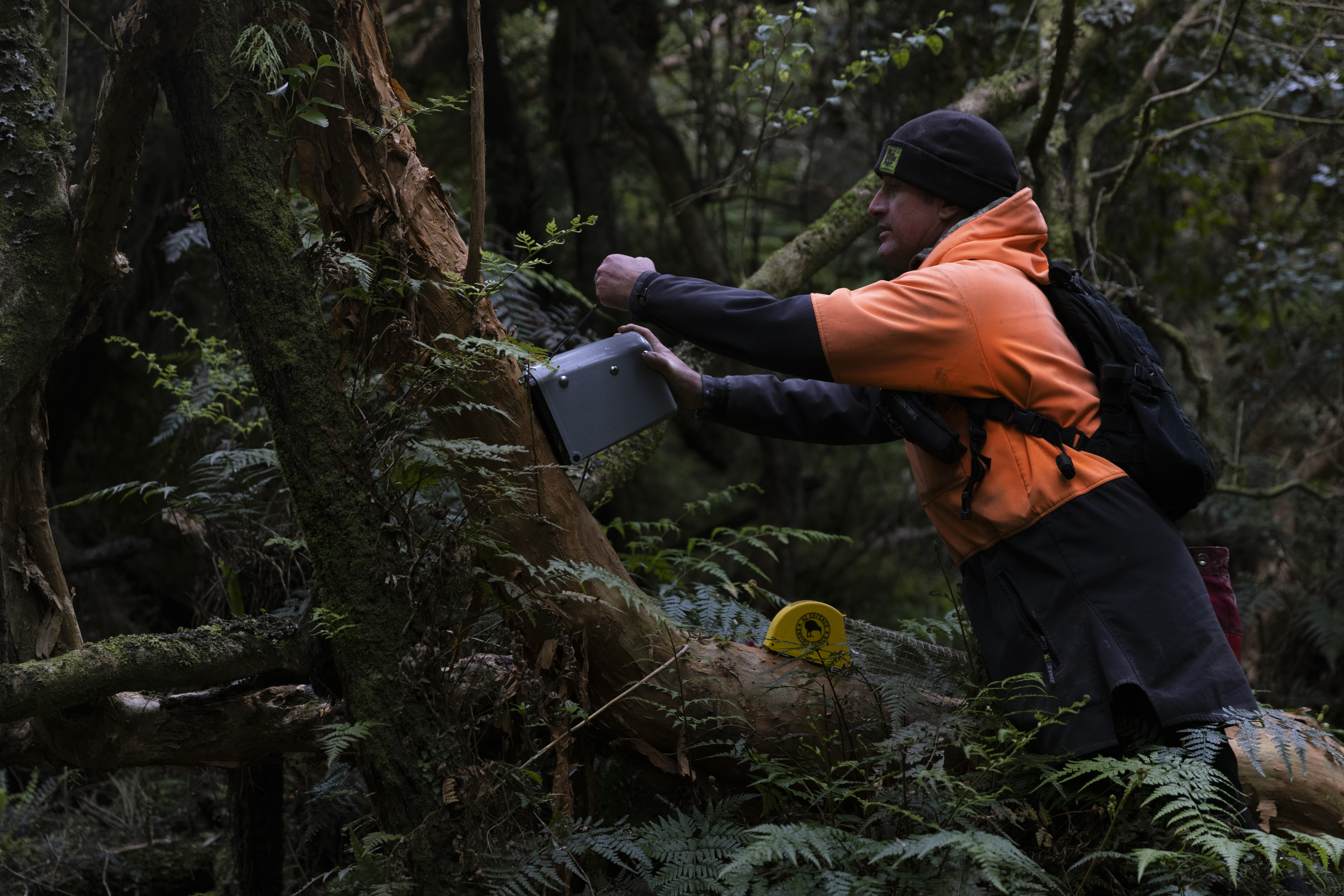 A conservation worker in an orange jacket checking a trap or monitoring device attached to a mossy tree in dense native New Zealand forest.