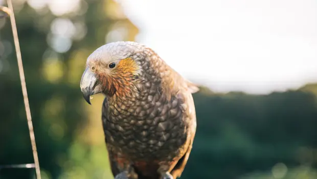 Kākā perched in the sunshine on Stewart Island.