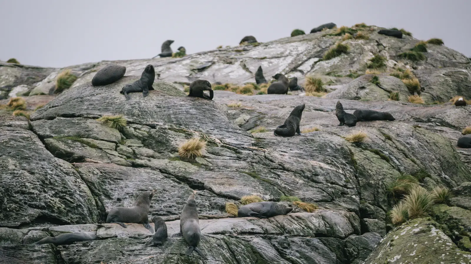 A pod of New Zealand Fur Seals sit ontop of a rock face in Doubtful Sound. 