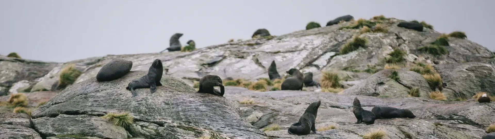 A pod of New Zealand Fur Seals sit ontop of a rock face in Doubtful Sound. 