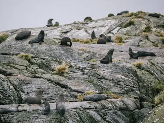 A pod of New Zealand Fur Seals sit ontop of a rock face in Doubtful Sound. 