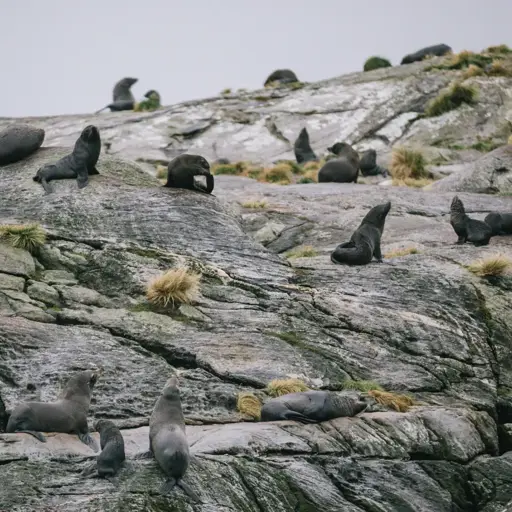 A pod of New Zealand Fur Seals sit ontop of a rock face in Doubtful Sound. 