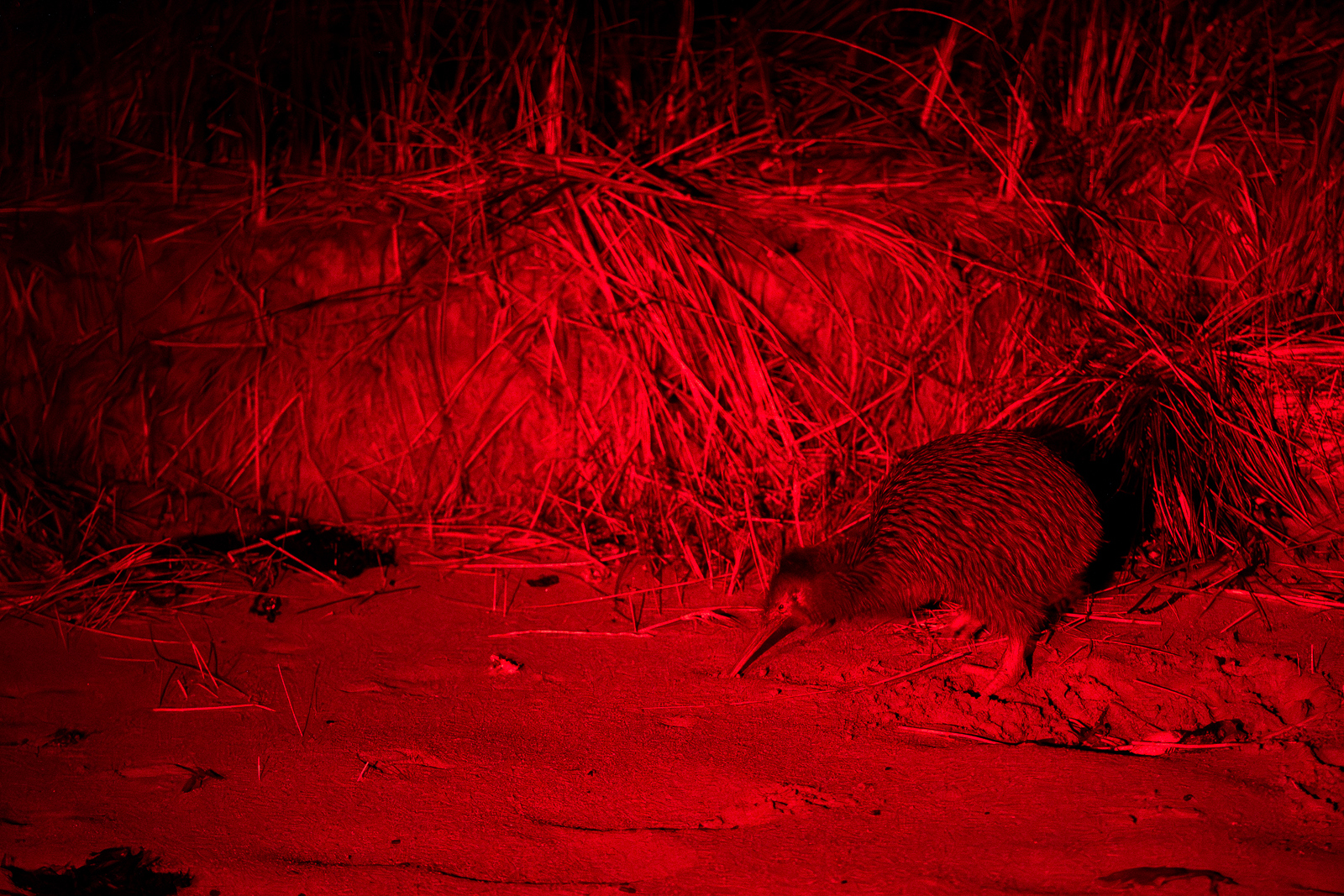 A southern brown kiwi (tokoeka) foraging along a Stewart Island beach at night, illuminated by red torch light during a tour of wild kiwi on Stewart Island by RealNZ.