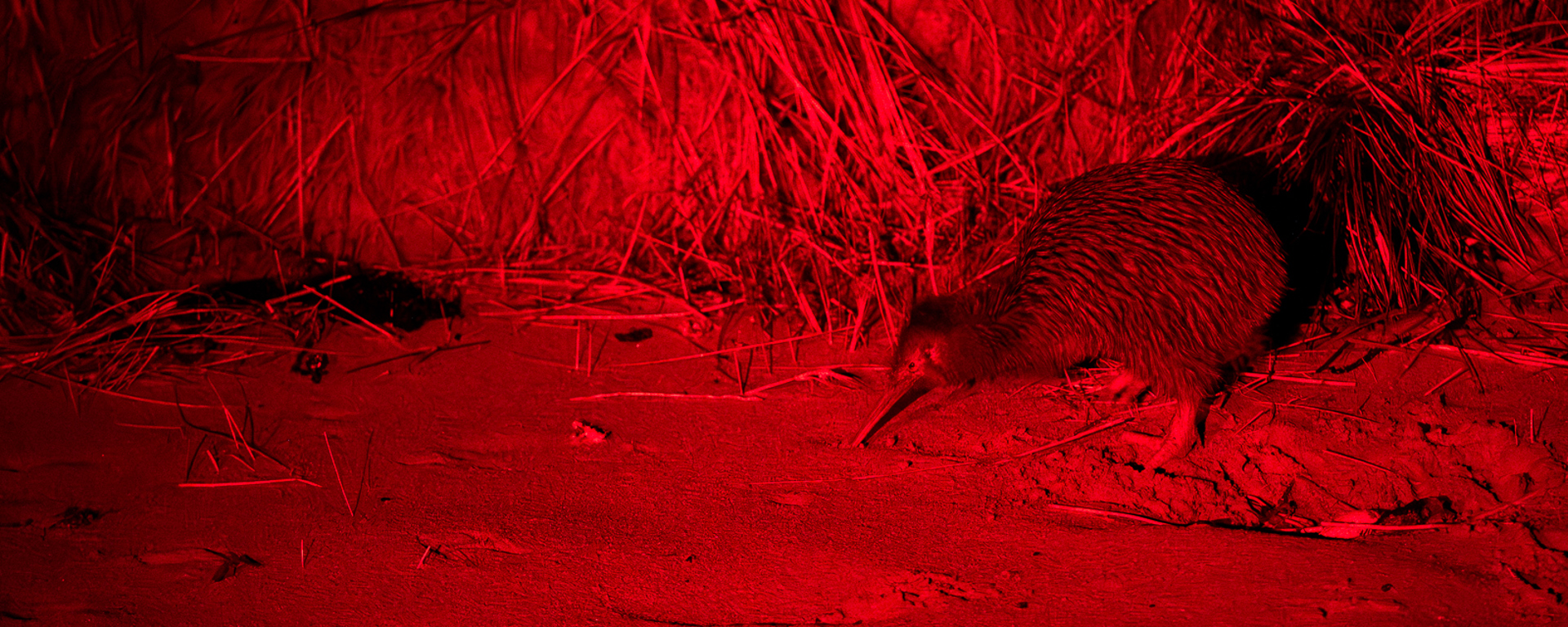 A southern brown kiwi inspects the beach at night, lit by red torch light. 