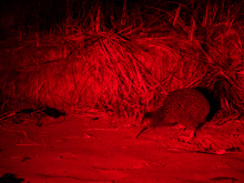 A southern brown kiwi inspects the beach at night, lit by red torch light. 
