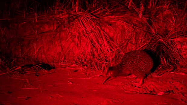 A southern brown kiwi (tokoeka) foraging along a Stewart Island beach at night, illuminated by red torch light during a tour of wild kiwi on Stewart Island by RealNZ.