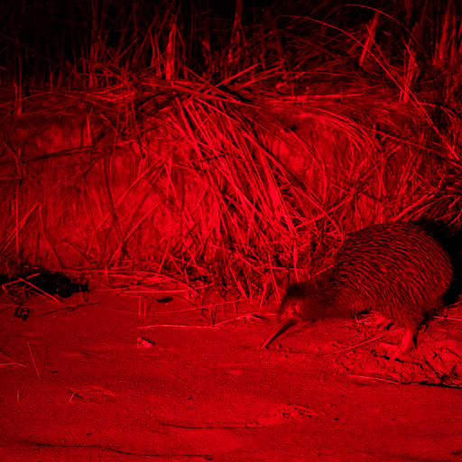 A southern brown kiwi (tokoeka) foraging along a Stewart Island beach at night, illuminated by red torch light during a tour of wild kiwi on Stewart Island by RealNZ.
