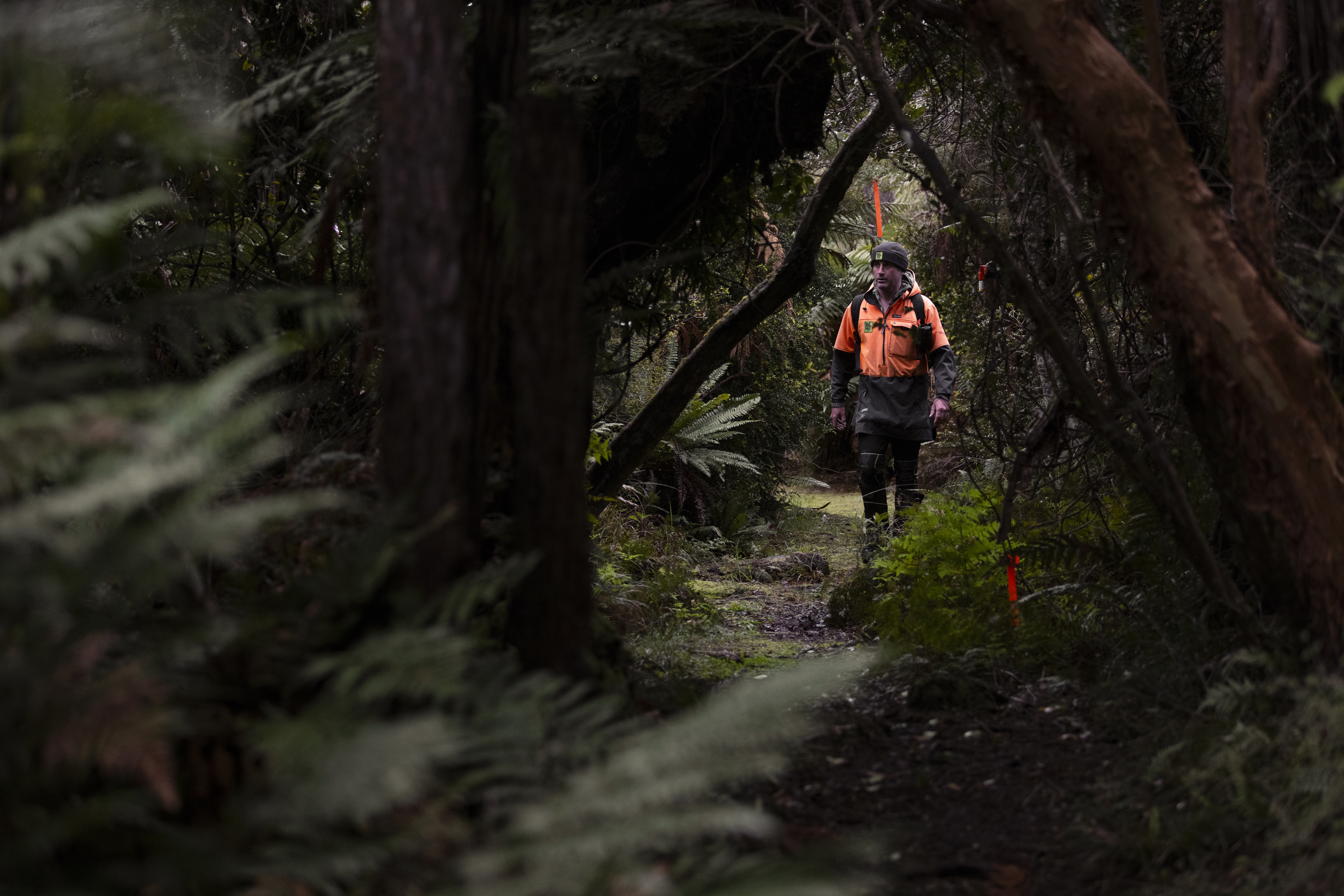 A conservation worker in high-visibility orange clothing walking a narrow trail through dense native forest on Stewart Island, New Zealand.
