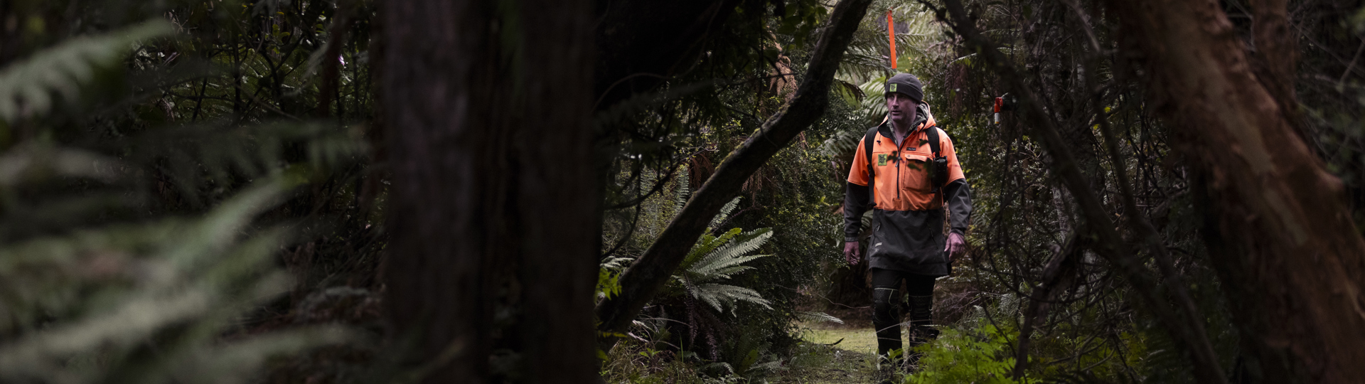 A conservation worker in high-visibility orange clothing walking a narrow trail through dense native forest on Stewart Island, New Zealand.