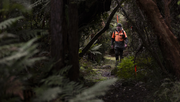 A conservation worker in high-visibility orange clothing walking a narrow trail through dense native forest on Stewart Island, New Zealand.