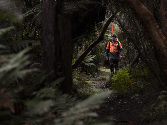 A conservation worker in high-visibility orange clothing walking a narrow trail through dense native forest on Stewart Island, New Zealand.