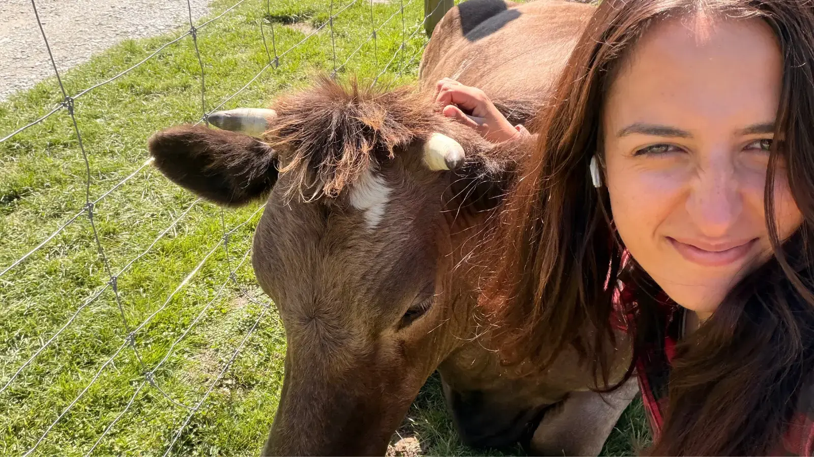 A woman takes a selfie outside with a young cow on a sunny day.