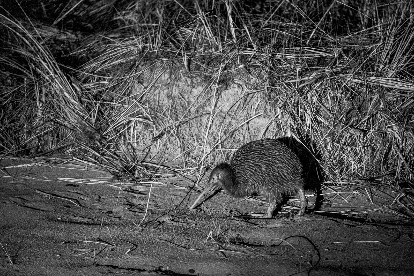 Black and white image of a wild Stewart Island brown kiwi exploring the beach at night.