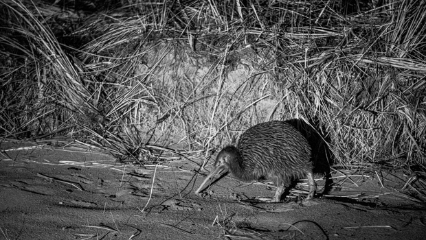 Black and white image of a wild Stewart Island brown kiwi exploring the beach at night.